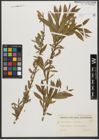 Foto von Salix triandra L. x Salix viminalis L.